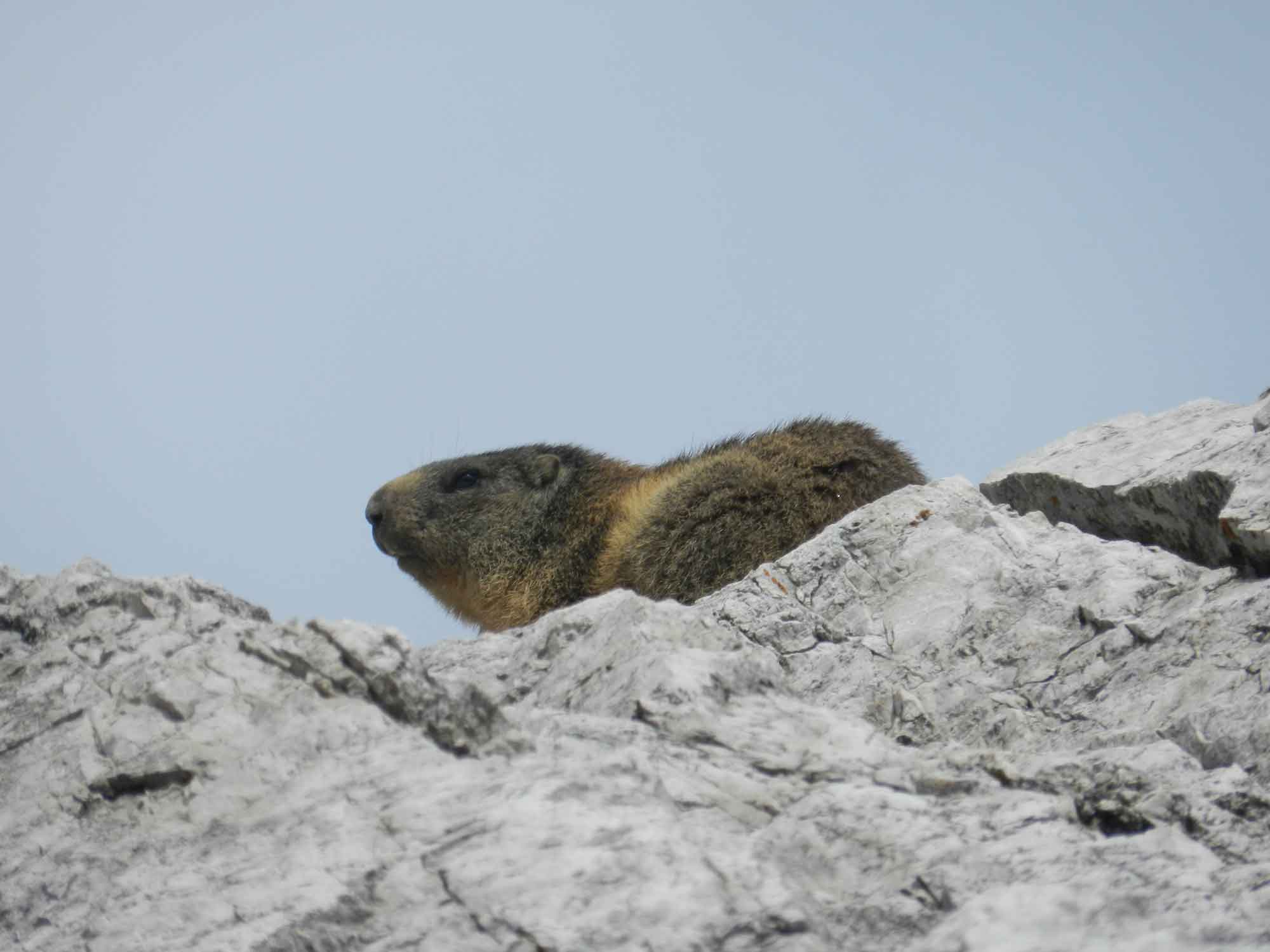 Marmotta - Dolomiti bellunesi